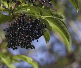 Hollerbusch Spreewald